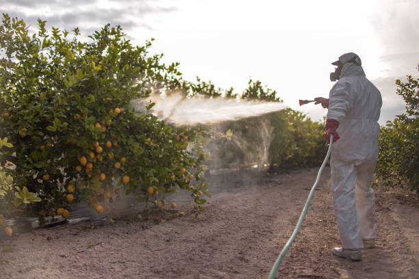 Best Termite Control Services  in Salem, OR